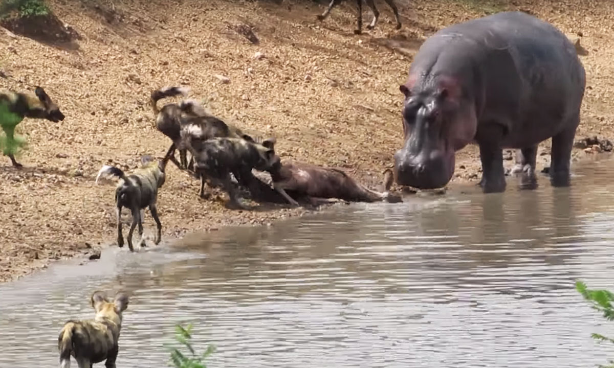 Hippo "Steals" Antelope from Wild Dogs