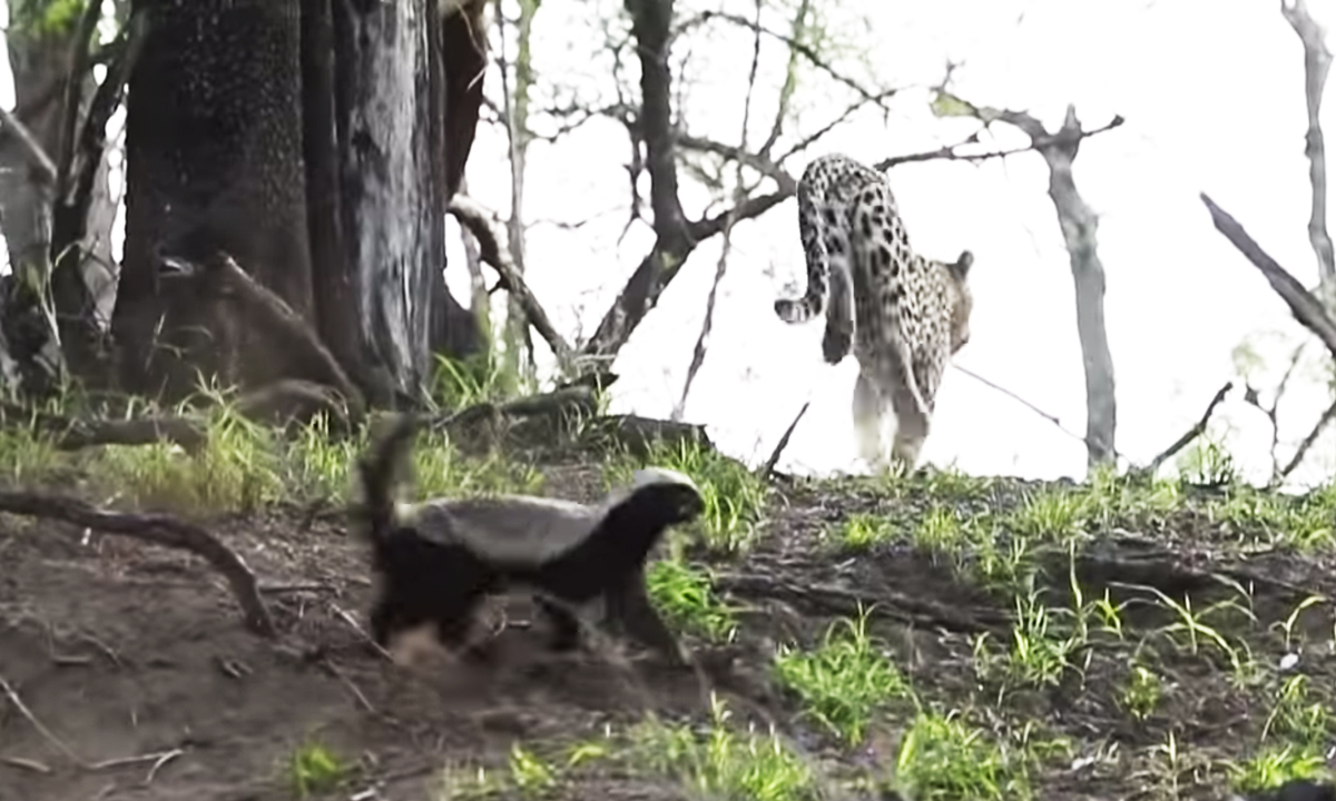 Proud Honey Badger Mom Shows Off Baby in the Road