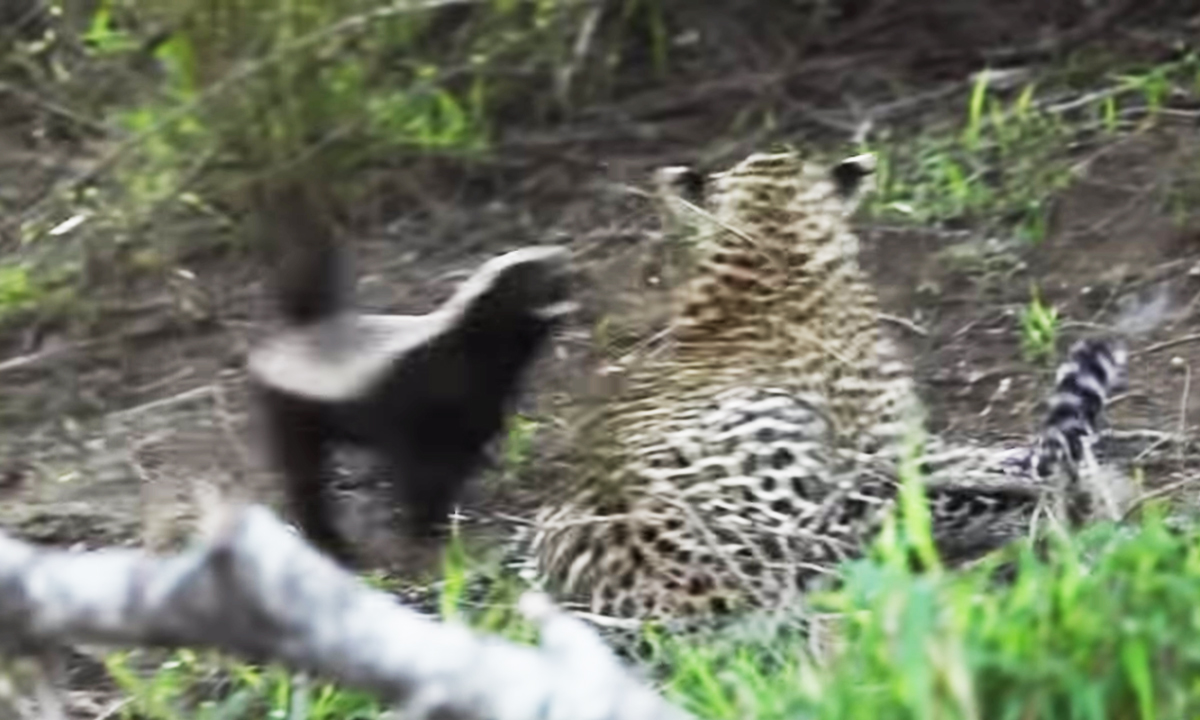 Mother Honey Badger Fearlessly Defends Baby From Leopard
