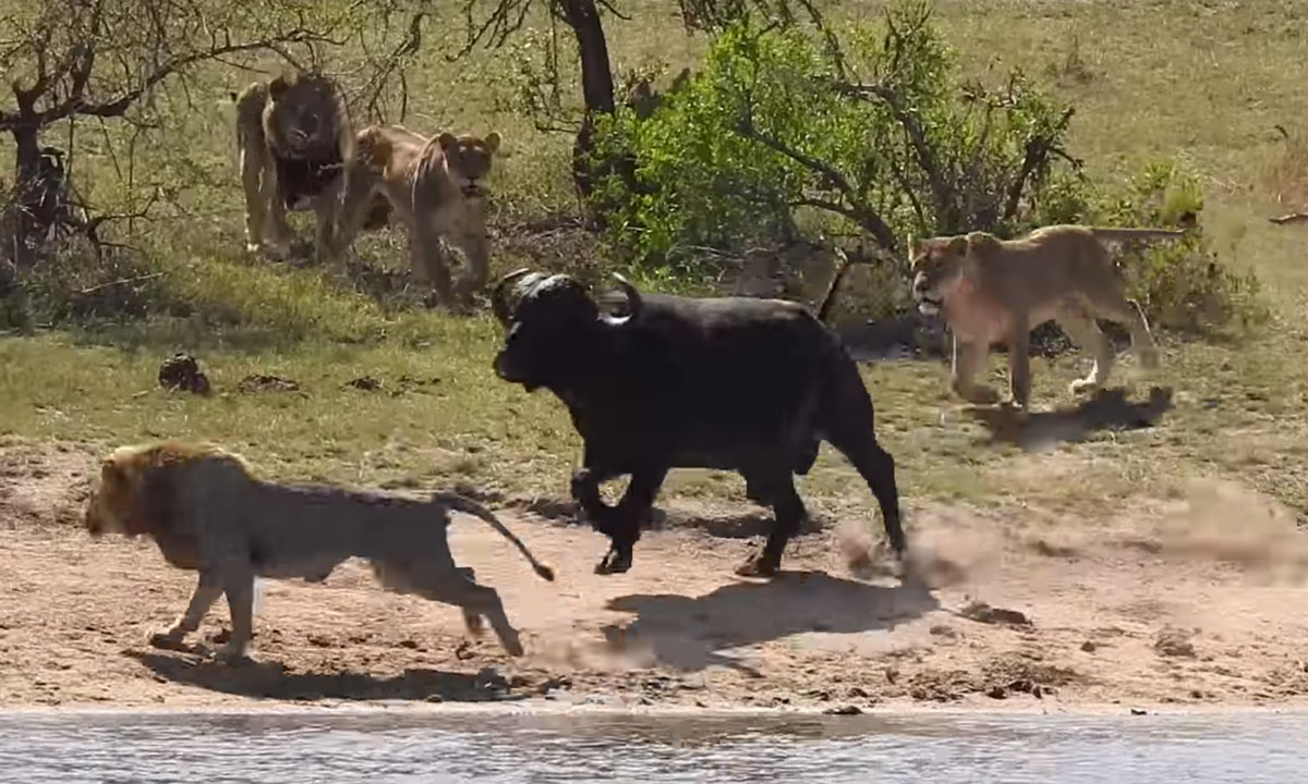 robot Meget ål Herd Saves Buffalo Caught Between Lions and Crocodile