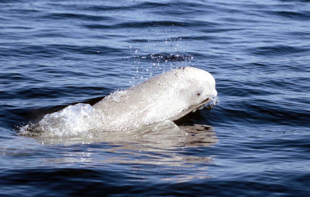 narwhal beluga hybrid