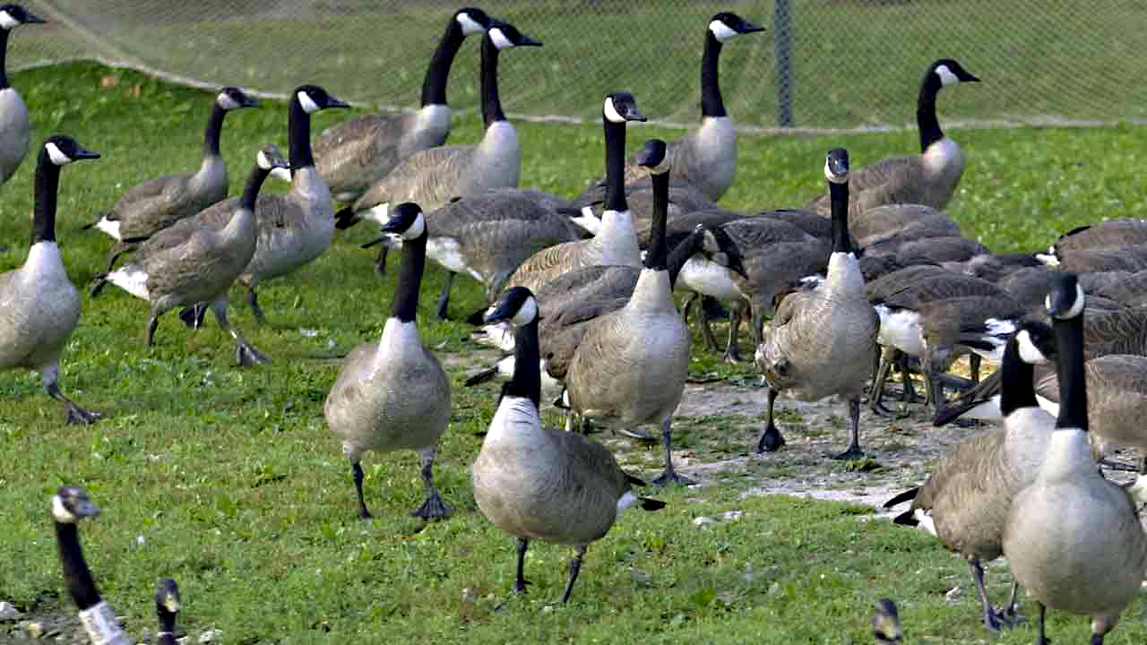 Canada goose from endangered species to pests