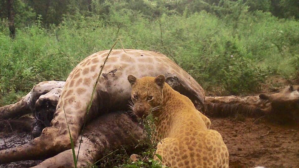 Strawberry Leopard at Black Leopard Mountain Lodge/Facebook