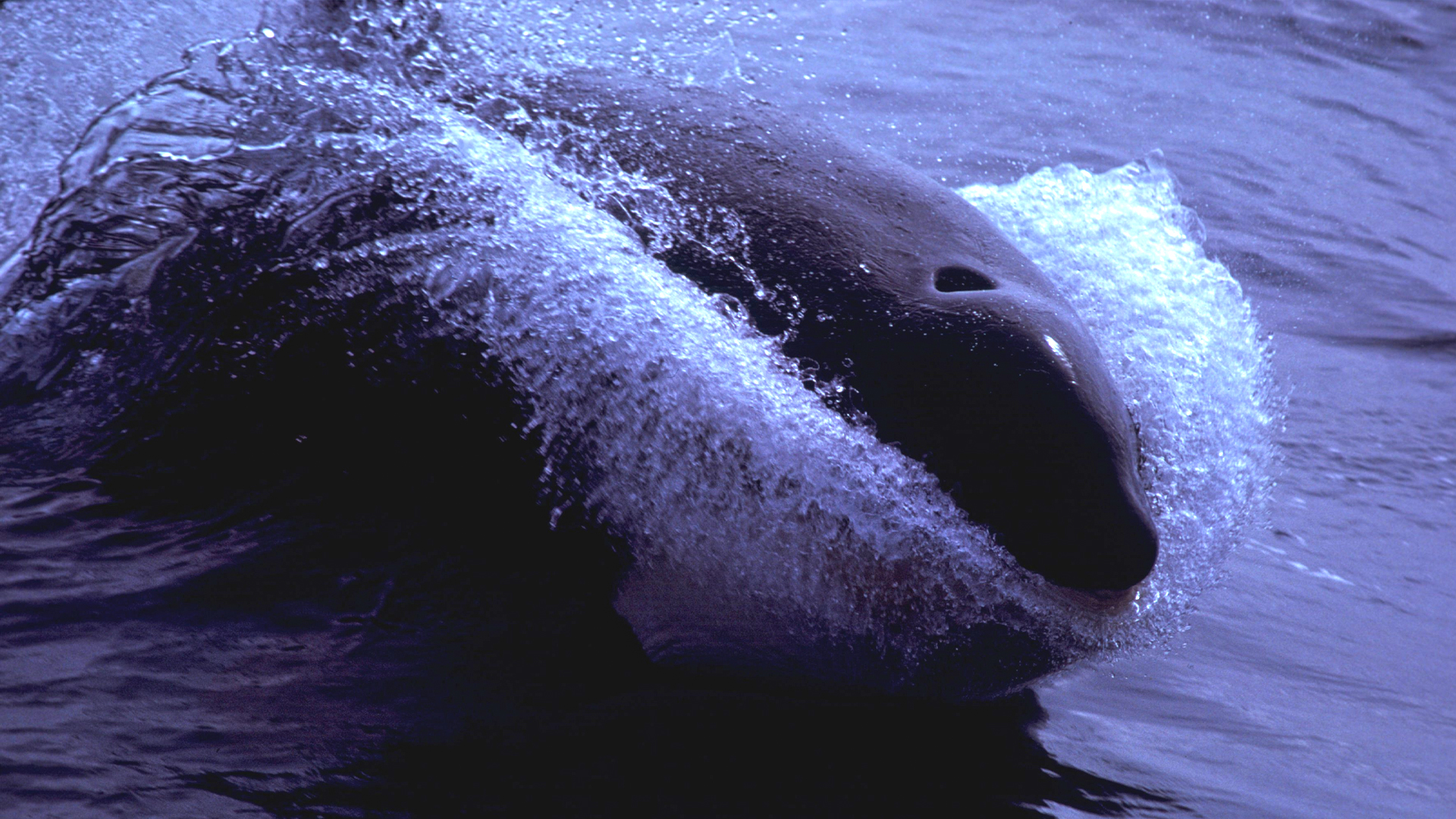 Shell Orca Roaring Earth - Page 2 of 84