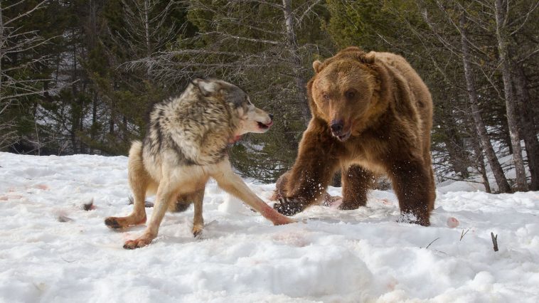 Wolves Take on a Polar Bear [VIDEO]