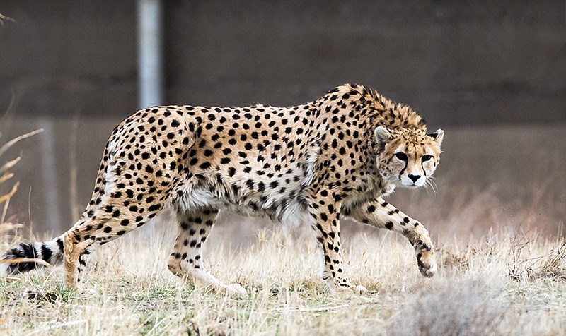 asiatic cheetah