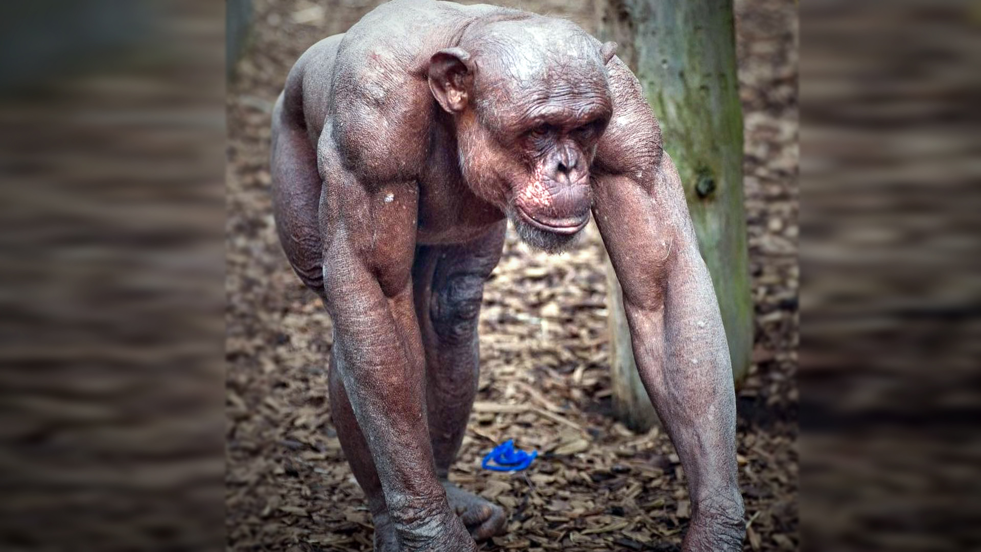 chimpanzee without hair