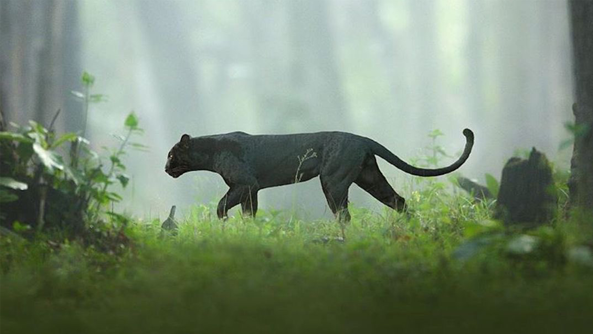 Пантера среда обитания