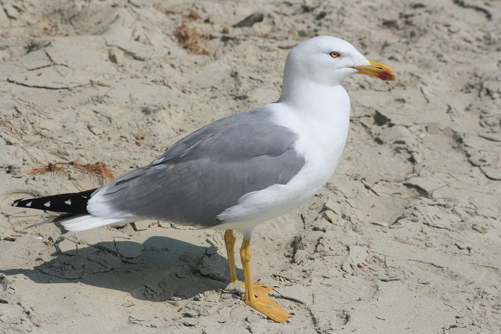 HejaSverige!, CC BY-SA 3.0 <https://creativecommons.org/licenses/by-sa/3.0>, via Wikimedia Commons