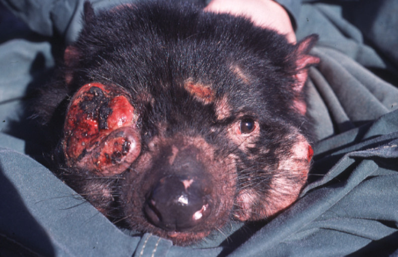 Tasmanian Devils Born on Mainland Australia: A First Appearance in over  3,000 Years