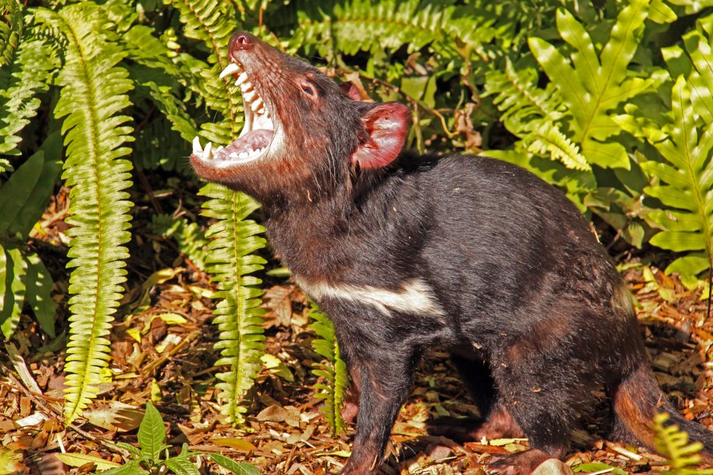 Tasmanian devils born on mainland for the first time in 3,000 years