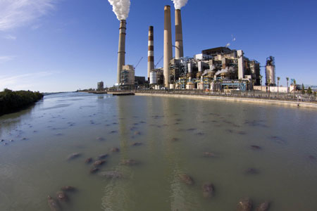 Pollution Wipes Out 10% Of Florida's Manatee Population in 5 Months