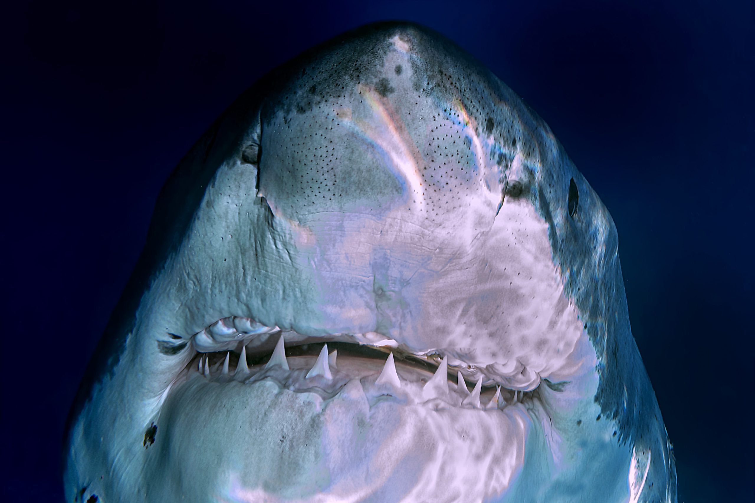 sharks-hunt-in-shifts-to-avoid-each-other-share-resources