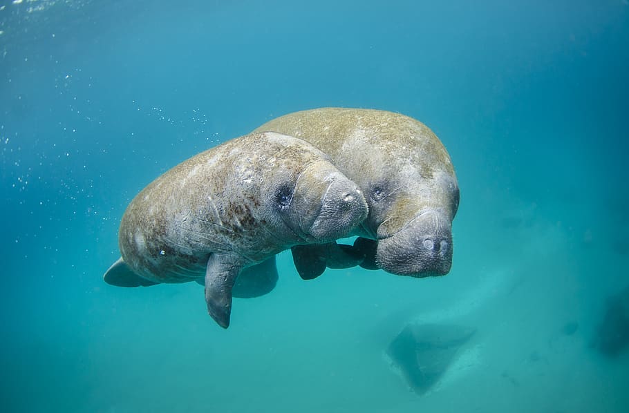 Pollution Wipes Out 10% Of Florida's Manatee Population in 5 Months