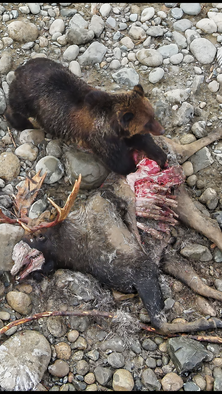 grizzly bear and moose kill