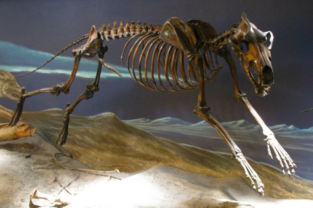 Research Reveals That Dire Wolves Weren’t Actually Wolves