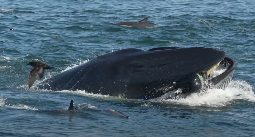 Swallowed by a Whale: True or False?