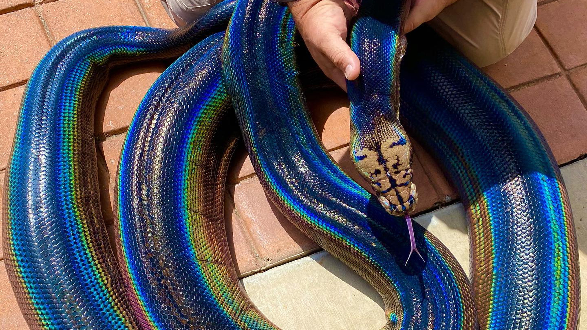 Reptile Enthusiasts Go Crazy Over Iridescent Python