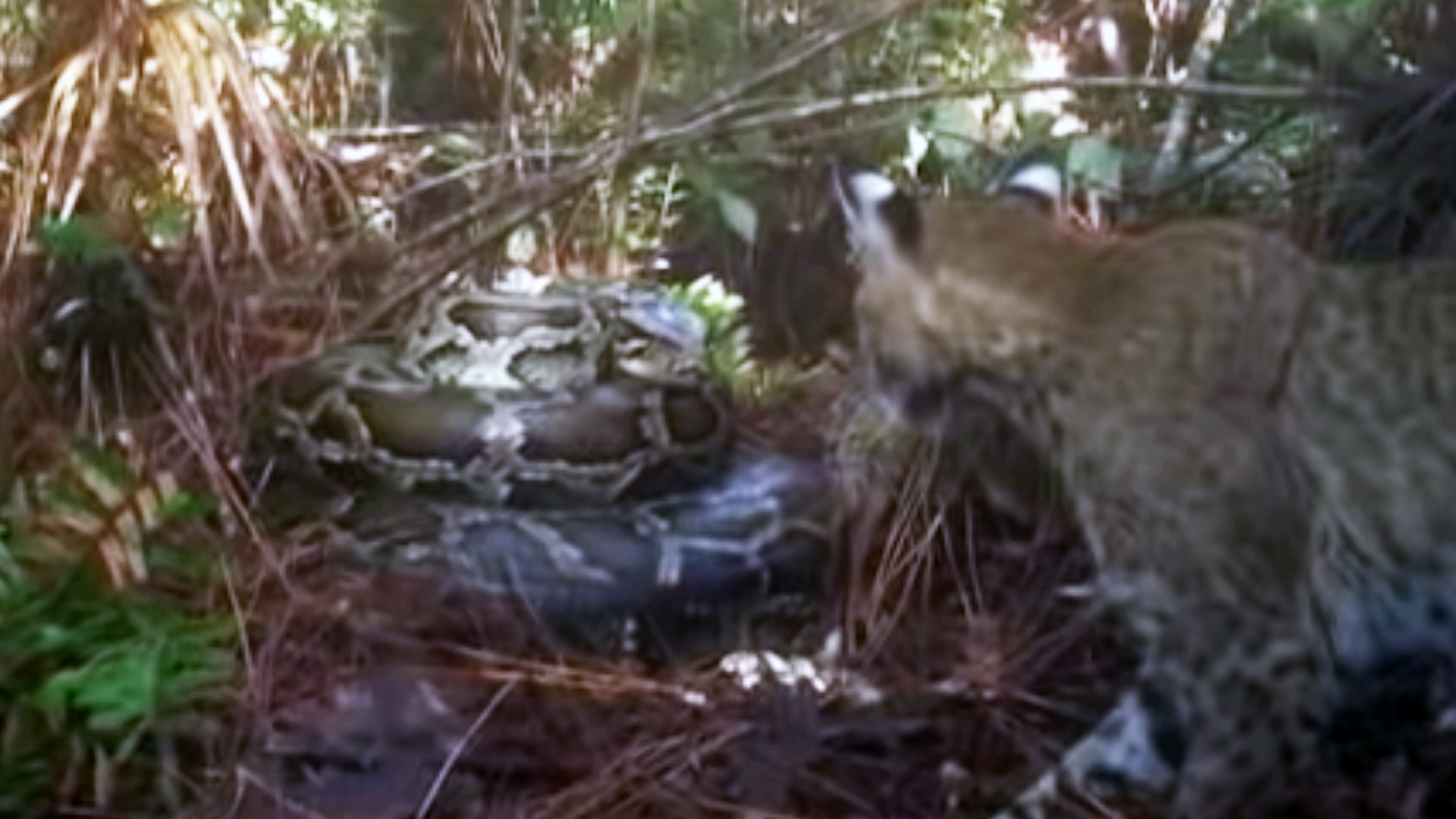 Bobcat Documented Raiding and Destroying Invasive Python Nest
