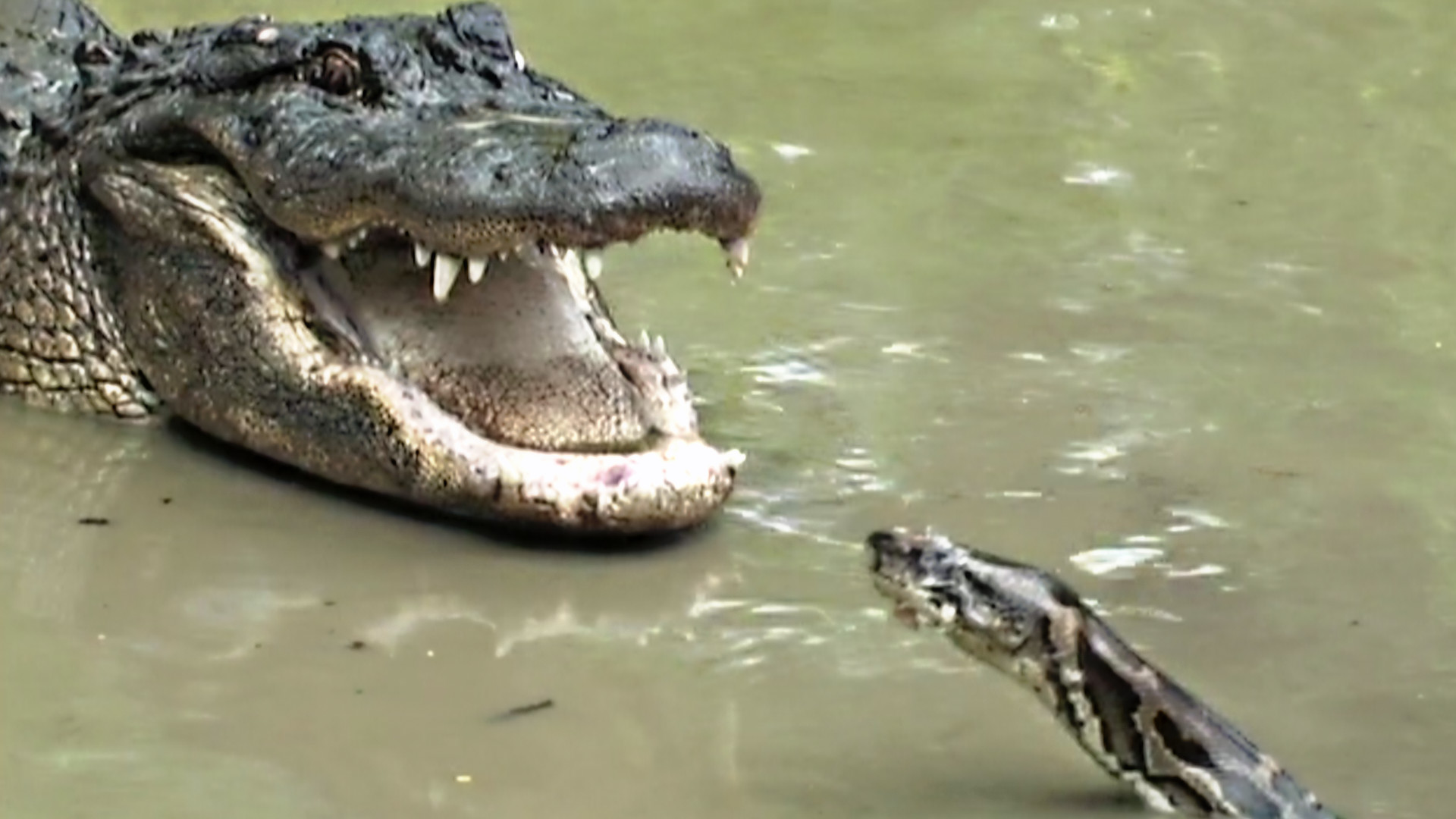 Alligator vs. Python