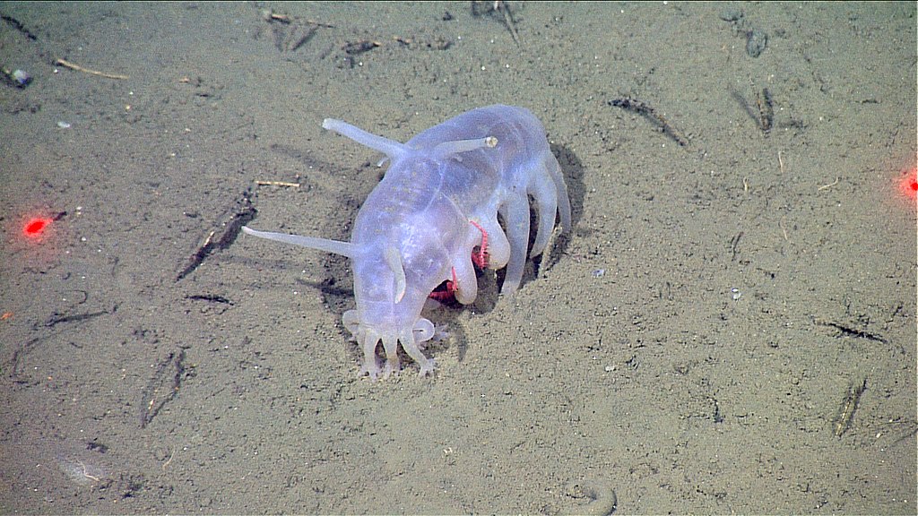 The Weirdest & Most Terrifying Deep-Sea Creatures Ever Discovered