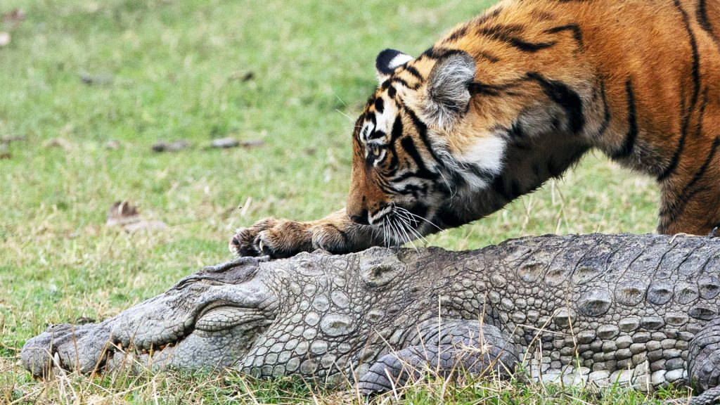 Tiger meets crocodile! A photographer has captured this incredibly rare encounter between predators as some curious tigers inspect a crocodile.