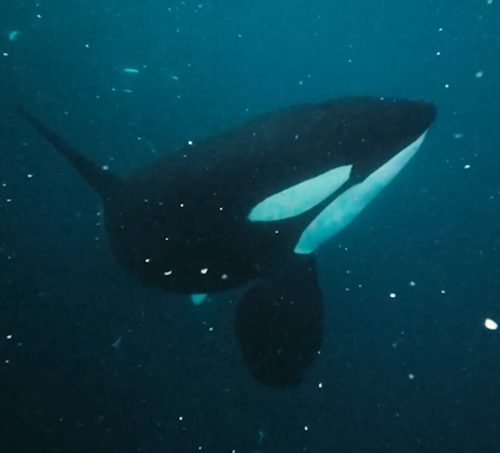 Orca With Heart Shaped Mark Caught on Camera