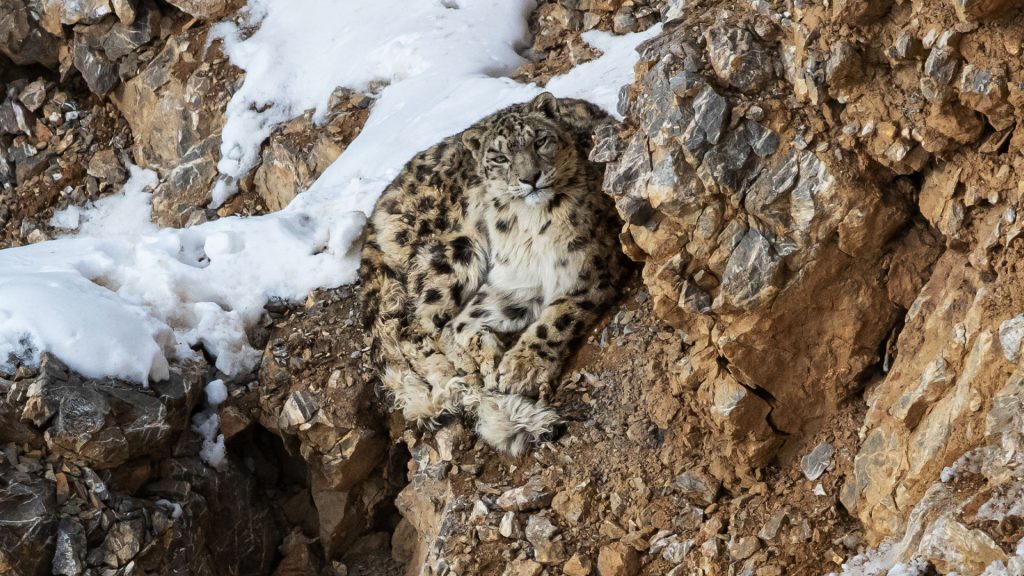 Can you spot the endangered snow leopard in this series of images? 