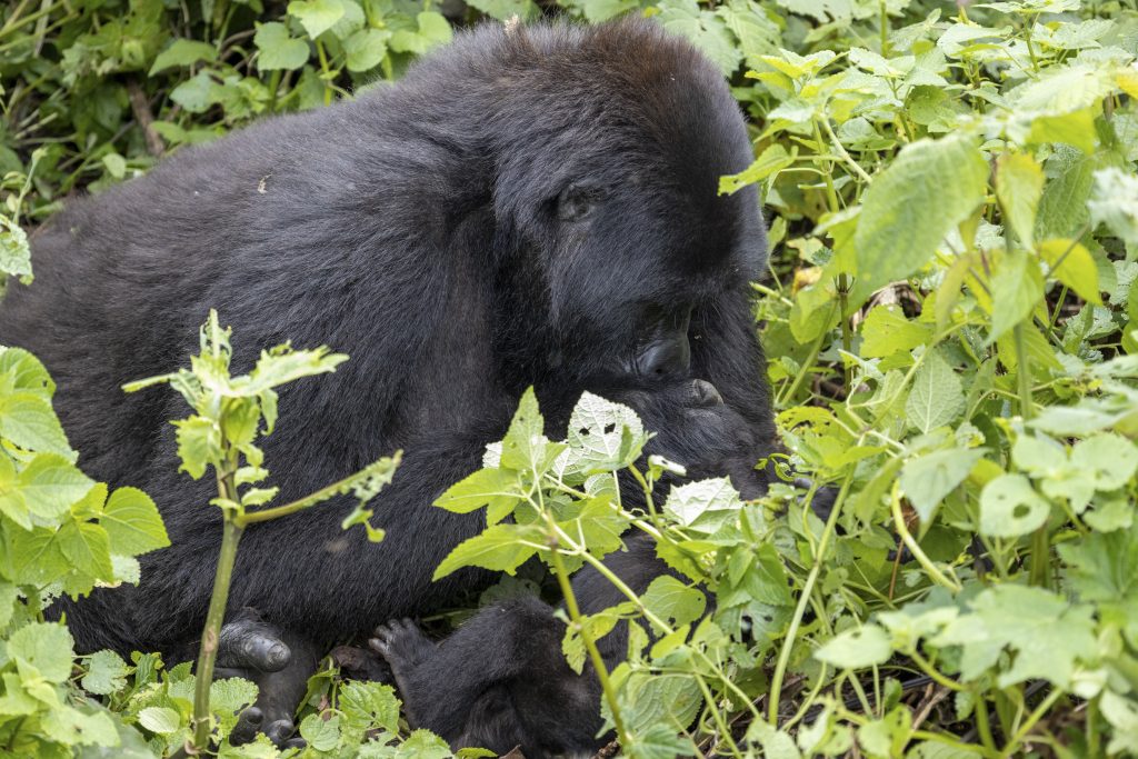 The endangered gorillas can be seen getting piggyback rides from their mothers in these cute snaps. 